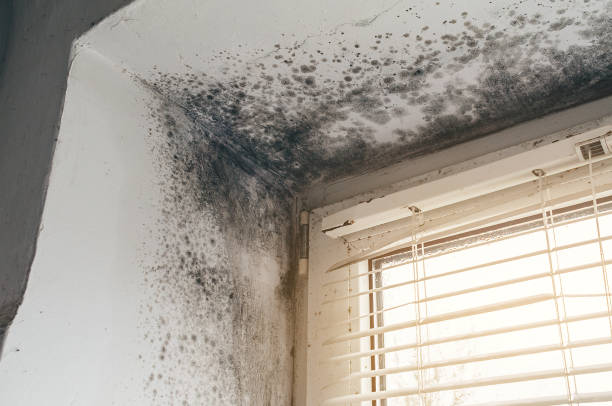Affordable Mold Remediation solutions in Oldtown, MD